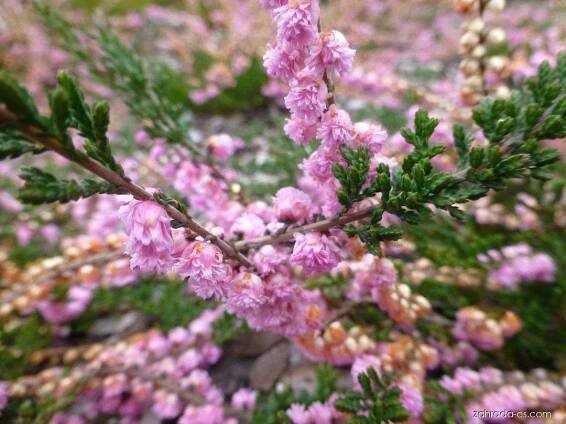 Vřes obecný - Calluna vulgaris J.H. Hamilton, rostlina
