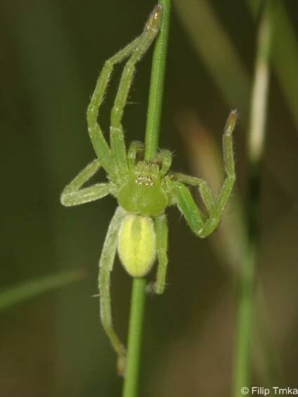 Micrommata virescens - maloočka smaragdová | Sparassidae - maloočkovití | Natura Bohemica