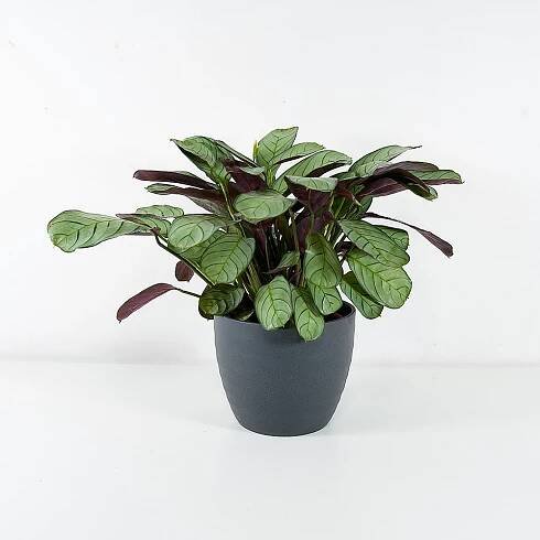 Calathea Burle-marxii 'Amagris' Ø12cm
