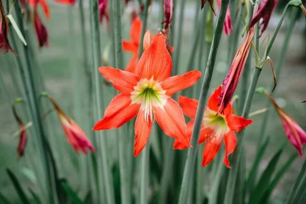 bezplatná Detail zářivě červených květů amaryllis kvetoucích venku se zelenými stonky. Základová fotografie