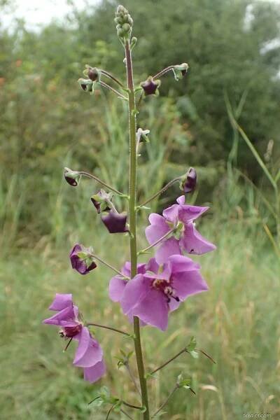 Divizna brunátná (Verbascum phoeniceum)