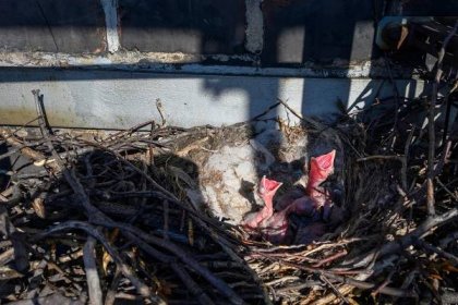 Na komínu železáren v Třinci se zahnízdila vrána. Přerušila měření emisí