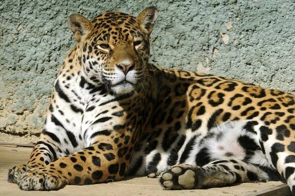 Jaguár americký | Zoo Olomouc - Svatý Kopeček