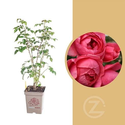 Růže mnohokvětá, Rosa Marie-José, červeno - růžová, kladem