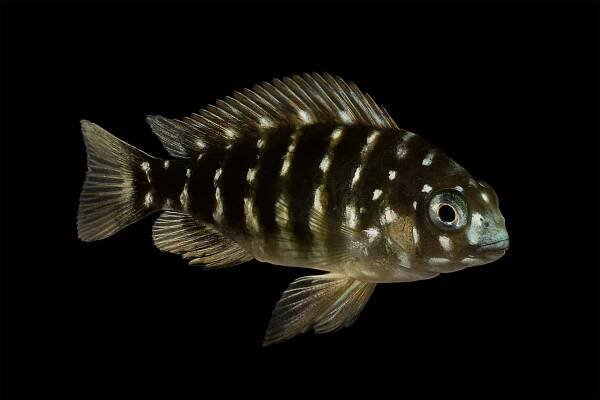 Duboisi Cichlid (Tropheus duboisi): Ultimate Care Guide - Fish Laboratory