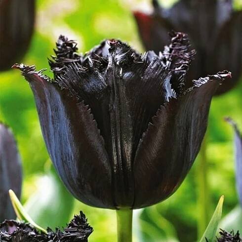 Tulipán Exkluzivní Fringed Black 5 ks Tulipány Cibulky Tulipánů Cibule