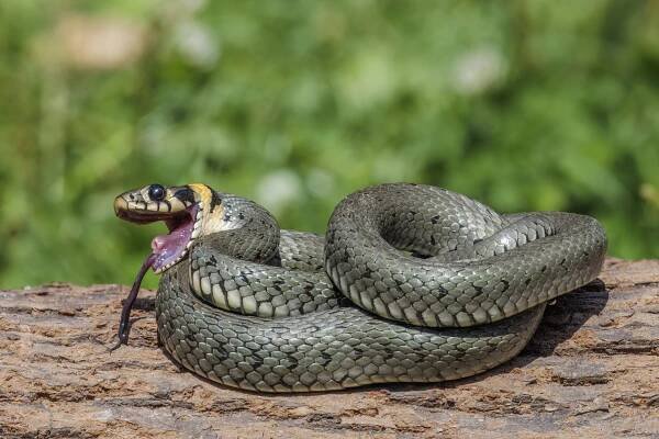 Grass snake