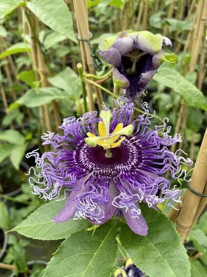 Passiflora edulis - Passion fruit