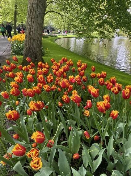 Amsterdam the Netherlands tulip garden