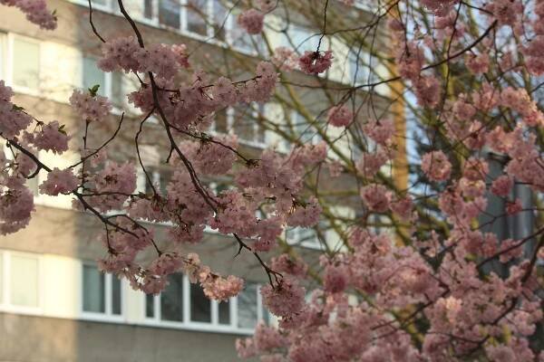 OBRAZEM: Konečně jaro. Barevné květy zkrášlují Pardubice