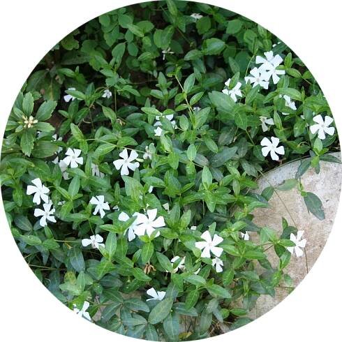 Barvínek menší - Vinca minor 'Alba'
