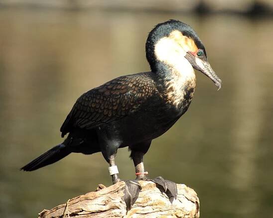 White Necked Cormorant 54