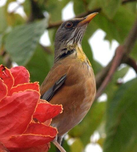 Spathodea campanulata - Where the Rare Wood Still Grows