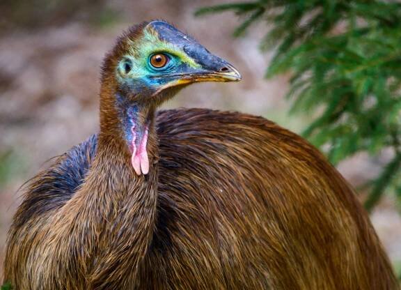 ZOO ZLÍN - Kasuár přilbový