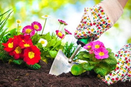 Výsadba květin v zahradě — Stock fotografie