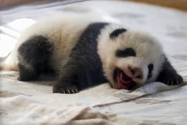 FOTO: Berlínská zoo poprvé představila senzační pandí dvojčata