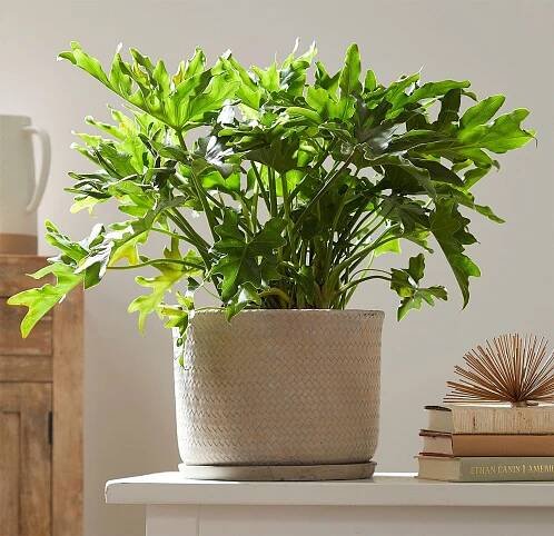 split-leaf philodendron swiss cheese plant in planter table books