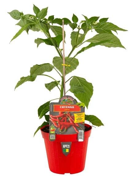 Chilli paprička Cayenna Hot 187 F1, neroubovaná, průměr květináče 14 cm
