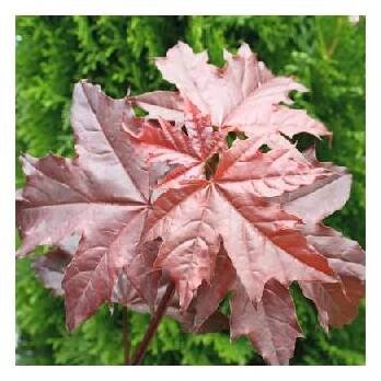 Javor mléč 'Crimson Sentry' XXL FloraSelf polokmen Acer platanoides 'Crimson Sentry' květináč 18 l