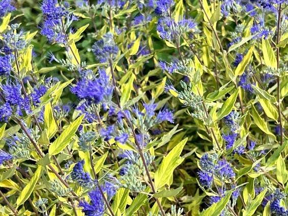 Klandonská barbula 'Worcester Gold' (Caryopteris clandonensis) Květináč 2L Výrobce Gospodarstwo Ogrodniczo-szkółkarskie Tęczowa Dolina