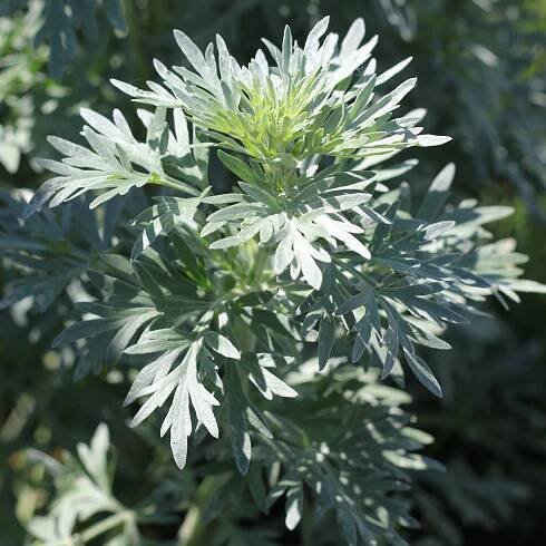 Pelyněk Černobýl – Artemisia vulgaris – osivo pelyňku