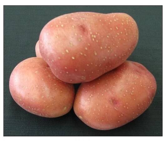Bio rané brambory Rosara 1kg