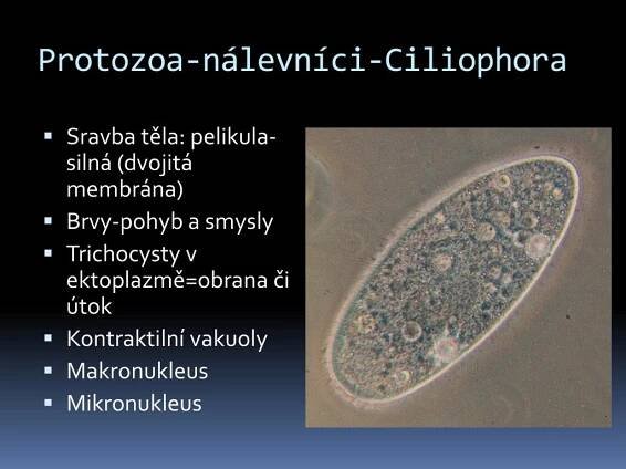 PPT - Prvoci = Protozoa = Protista PowerPoint Presentation, free download - ID:3778151