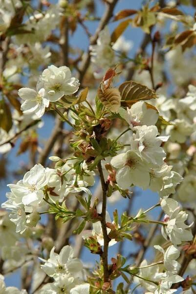 Prunus serrulata 'Ukon' | sakura ozdobná 'Ukon' - Van den Berk školky