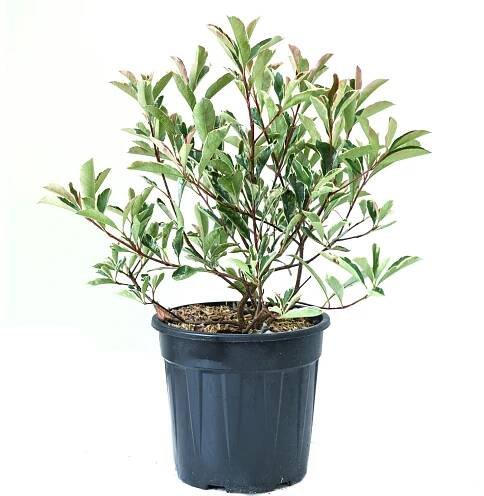 GROW by OBI Blýskavka Fraserova (Photinia fraseri) "Pink Marble", 25-30 cm, 10 l nakoupit u OBI