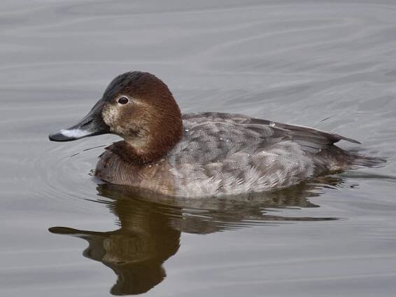 Adult female - ML241988031