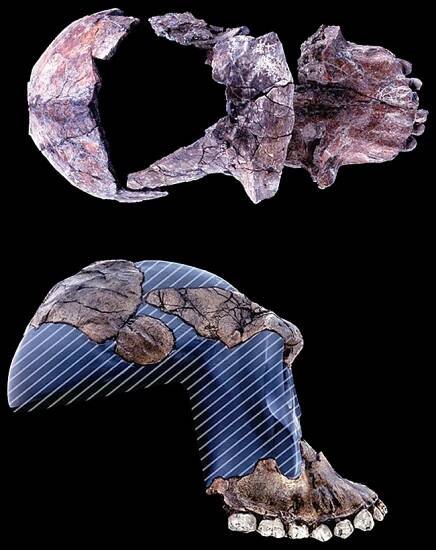 Australopithecus garhi • Becoming Human