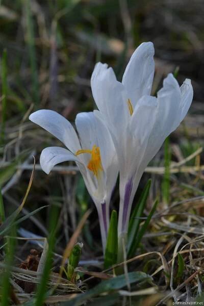 Šafrán jarní (Crocus vernus)