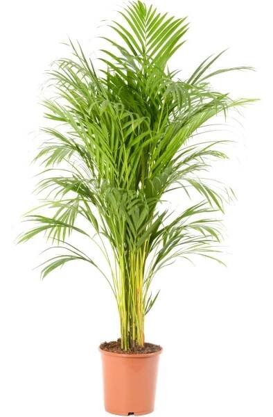 GROW by OBI Areka palma zlatoplodá (Areca Dypsis lutescens) pr. kv. 21 cm