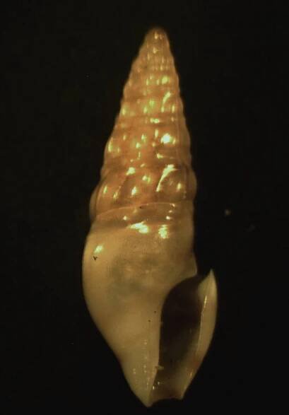 Splendrillia aurora