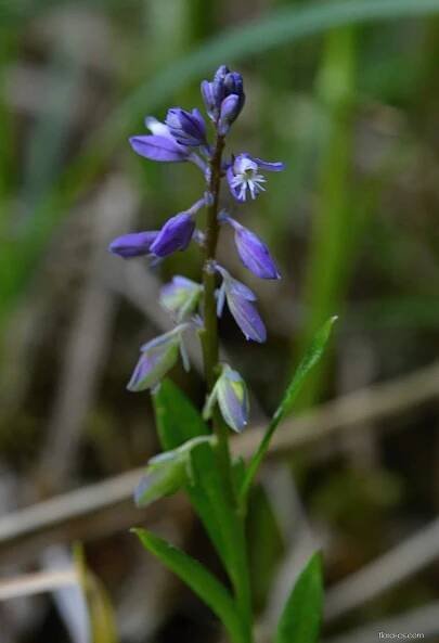 Vítod nahořklý rakouský (Polygala amarella subsp austriaca)