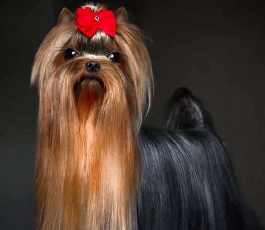 Yorkshire Terrier - Sharbest | Chovatelská stanice plemene jorkšírský teriér