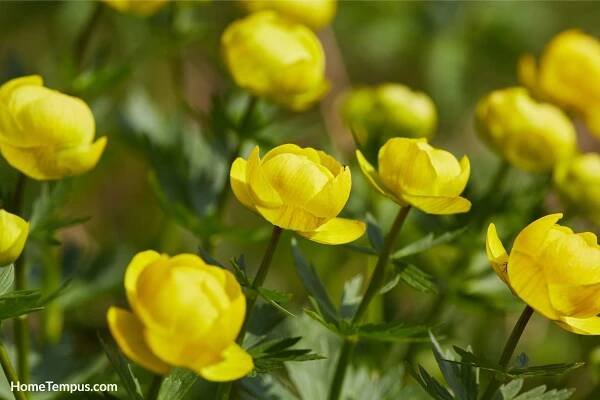 Yellow Trollius europaeus