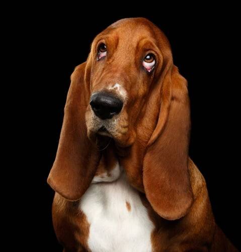 128 Basset Hound Names for Your Floppy-Eared Friend