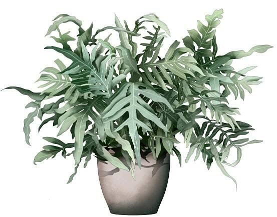 How to look after Phlebodium aureum or Blue Star fern