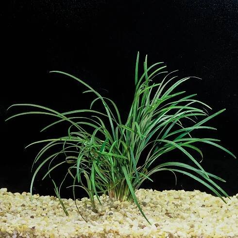 Best Quality Freshwater Aquarium Plants Largest Aquatic Plant Nursery Florida — Florida Aquatic Nurseries