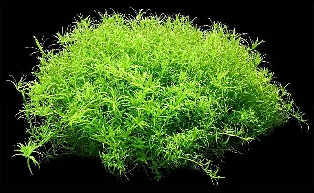 Rotala sp. "Wayanad"