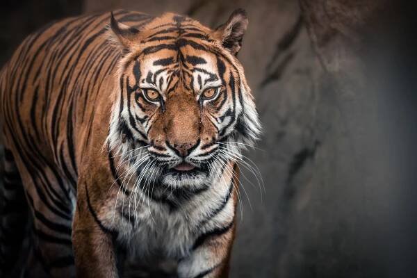 Tygřice Satu zabila při páření Dicka: V Zoo Brno ji nechají dožít