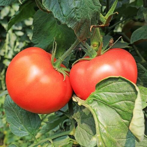 Rajče Tornado F1 – Solanum lycopersicum – osivo rajčat