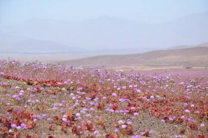Na severu Chile rozkvetla poušť Atacama, stává se to jednou za zhruba šest let - Ekolist.cz