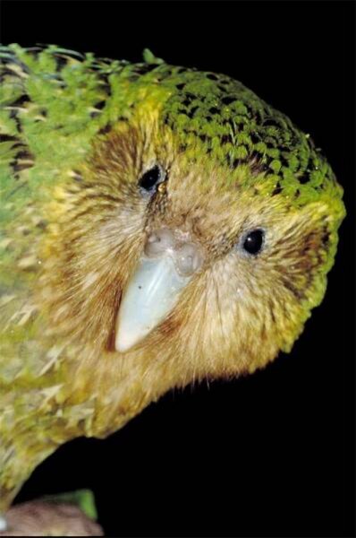 Strigops habroptilus - kakapo photos