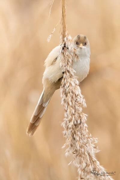 Sýkořice vousatá | Panurus biarmicus | Bearded Reedling