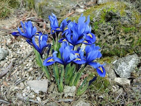 Iris reticulata 'Harmony'