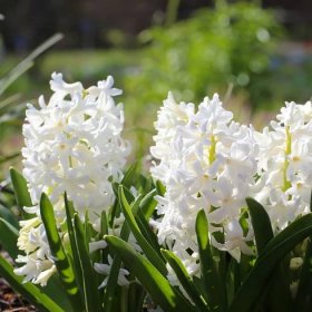 Hyacint Carnegie – Hyacinthus L. – hyacinty – cibule – pěstování