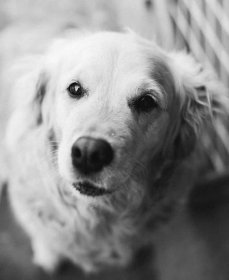 černá a bílá, pes, šedá, sépie, oči, nos, hlava, sedící, domácí zvíře, kožešina