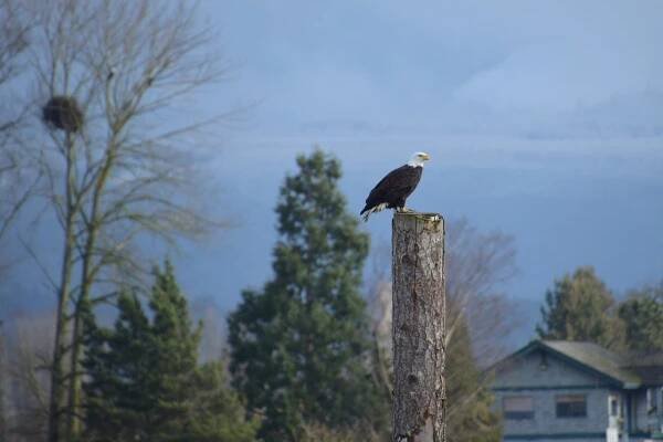 Photo Contest Results 2020-21 | Bald Eagle Interpretive Center
